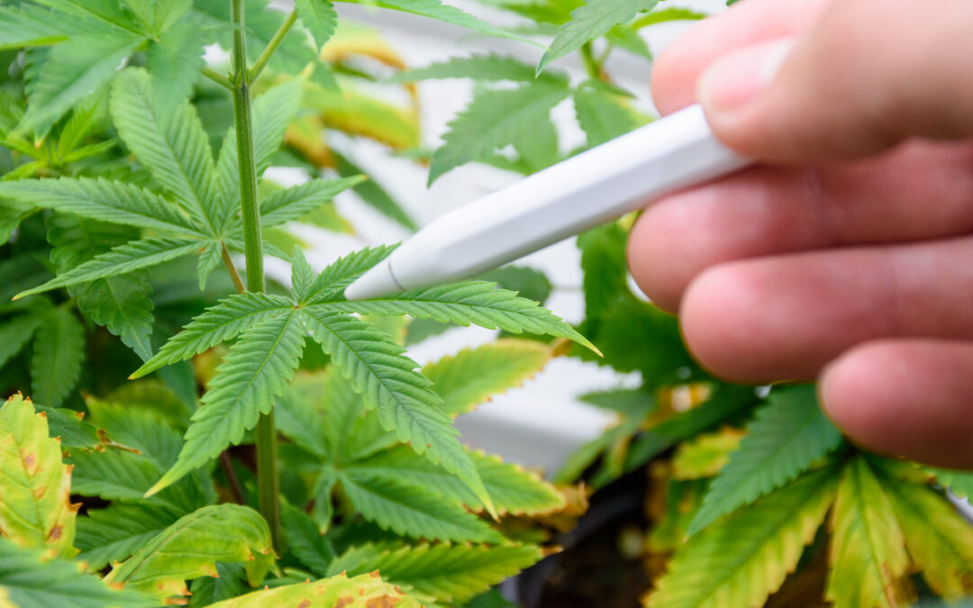 Lutter contre les ravageurs du cannabis à l’aide d’insectes bénéfiques