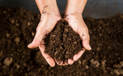 Cultiver dans un sol vivant